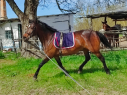 Elad 3 ves magyar sportflvr kanca 
