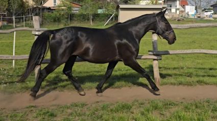 Elad� 7 �ves n�niusz kanca 