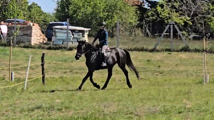 Elad� 7 �ves n�niusz kanca 
