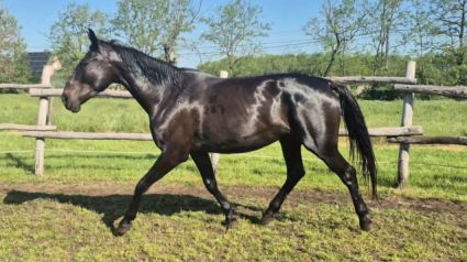 Elad� 7 �ves n�niusz kanca 