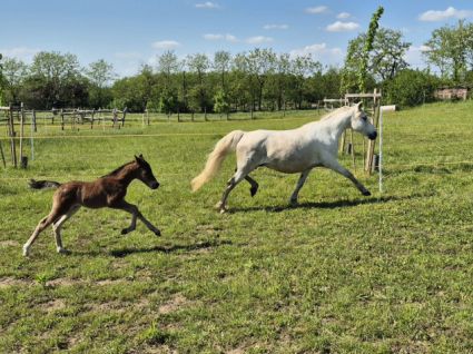 Elad 18 ves sportpni kanca 