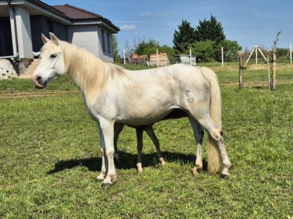 Elad 18 ves sportpni kanca 