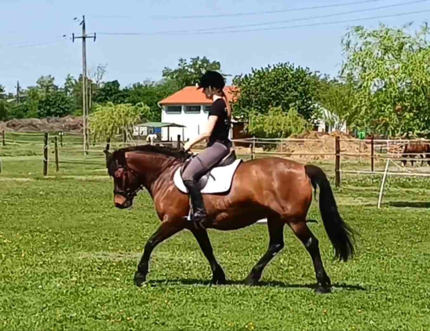 Elad 8 ves hucul kanca 