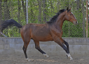 Elad 2 ves magyar sportl mn 