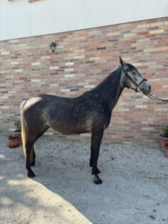 Elad� 4 �ves lipicai kanca 