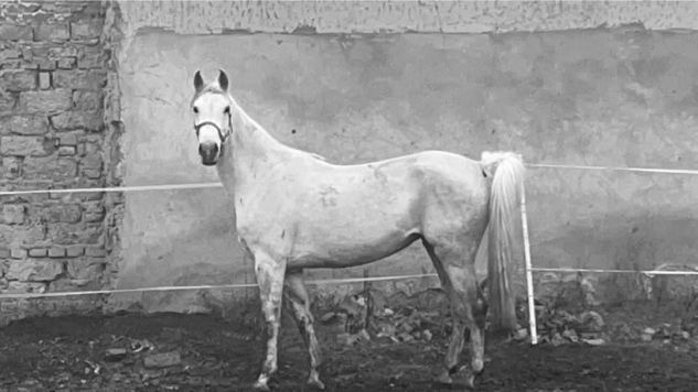 Elad 7 ves shagya arab kanca 