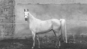 Elad 7 ves shagya arab kanca 