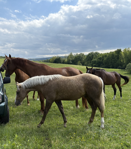 Elad 1 ves quarter horse mn 