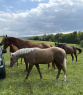 Elad 1 ves quarter horse mn 