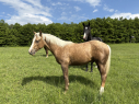 Elad 1 ves quarter horse mn 