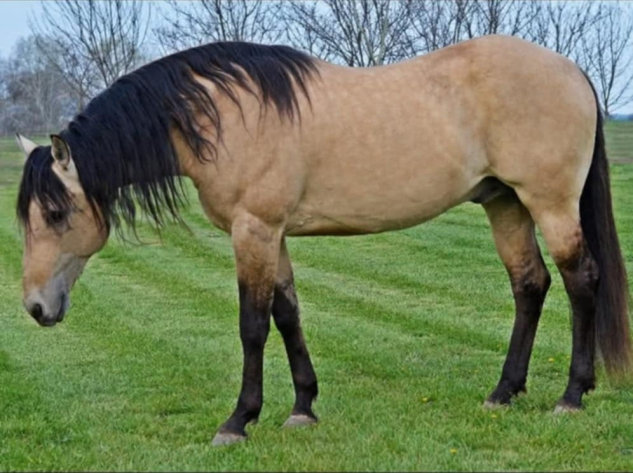 15 ves quarter horse mn 
