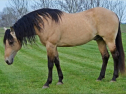 15 ves quarter horse mn 