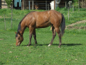 Elad 2 ves appaloosa mn 