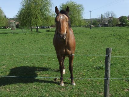 Elad� 3 �ves appaloosa m�n 
