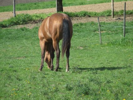 Elad� 3 �ves appaloosa m�n 