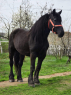Elad 9 ves hidegvr kanca 