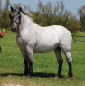 Elad 9 ves hidegvr kanca 