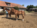 Elad 10 hnapos magyar sportflvr mn 