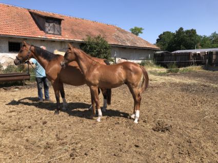 Elad� 2 �ves magyar sportf�lv�r m�n 