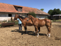 Elad 10 hnapos magyar sportflvr mn 