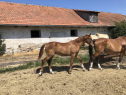 Elad 10 hnapos magyar sportflvr mn 