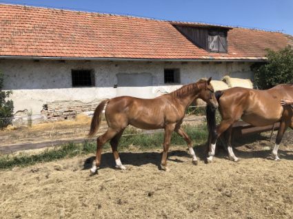 Elad� 2 �ves magyar sportf�lv�r m�n 