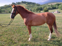 Elad 10 ves holland sportl/KWPN kanca 