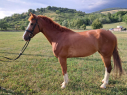 Elad 10 ves holland sportl/KWPN kanca 