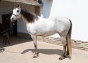 Elad 7 ves aztka (azteca) herlt 
