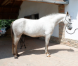 Elad 7 ves aztka (azteca) herlt 
