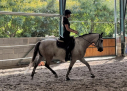 Elad 7 ves aztka (azteca) herlt 