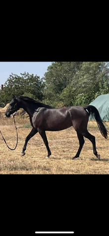 Elad 3 ves arab telivr kanca 