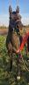 Elad 3 ves arab telivr kanca 