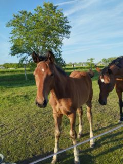 Elad 9 hnapos magyar sportl mn 