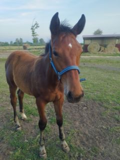 Elad 9 hnapos magyar sportl mn 