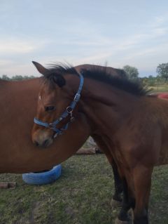 Elad 9 hnapos magyar sportl mn 