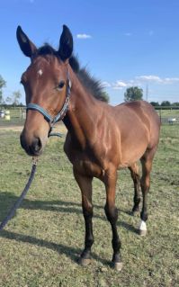 Elad 9 hnapos magyar sportl mn 