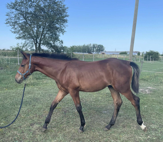 Elad 9 hnapos magyar sportl mn 