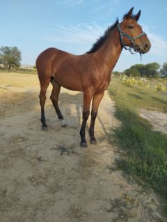 Elad 9 hnapos magyar sportl mn 