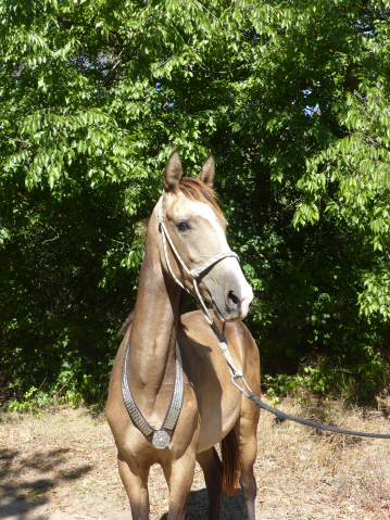 Elad 2 ves akhal-teke herlt 