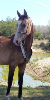 Elad 2 ves akhal-teke herlt 