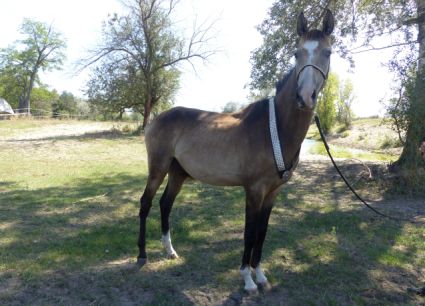 Elad 2 ves akhal-teke herlt 