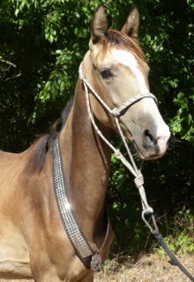 Elad 2 ves akhal-teke herlt 