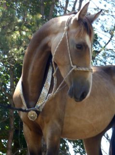 Elad 2 ves akhal-teke herlt 