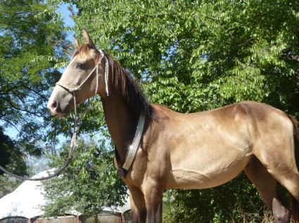 Elad 2 ves akhal-teke herlt 