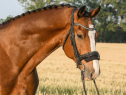 Elad 7 ves holland sportl/KWPN herlt 