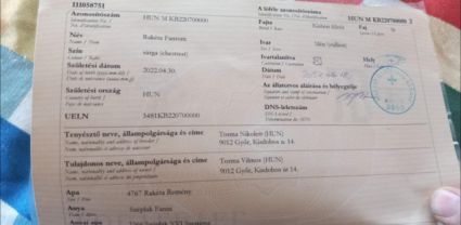 Elad� 4 �ves kisb�ri f�lv�r her�lt 