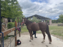 Elad 9 ves magyar sportflvr herlt 