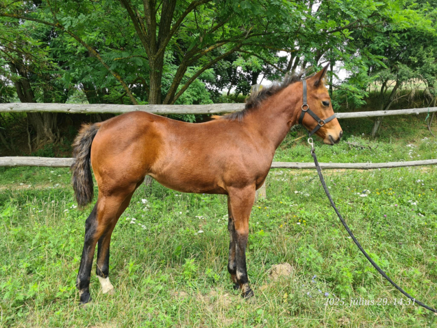 Elad 3 hnapos quarter horse kanca 