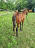 Elad 3 hnapos quarter horse kanca 